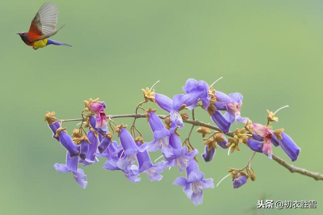 春词丽句桐花紫：郎似桐花，妾似桐花凤，​桐花凤啥样子？