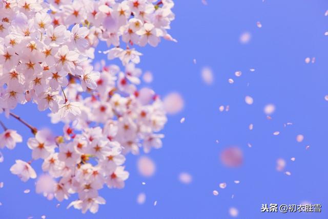 燕子龛诗读：苏曼殊的三首寒梅赏析，苏曼殊的梅与樱花意向