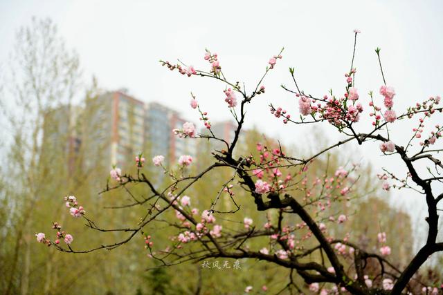 海棠粉、桃花红，沉浸在春花烂漫的古都里 ，与百花共舞