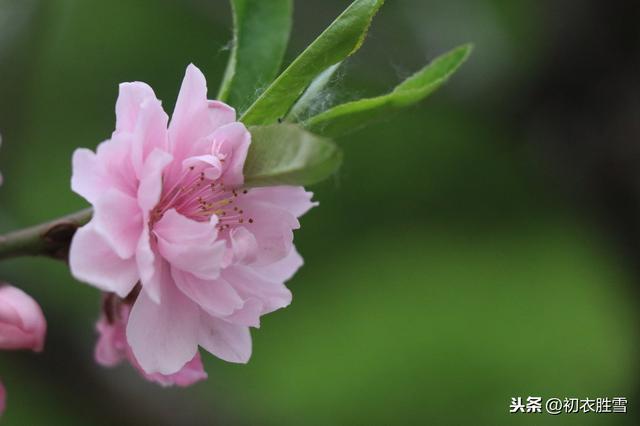 最美最仙碧桃花：灵风正满碧桃枝