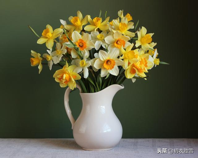 早春看花：黄里素衣，仙风道骨，一身冰雪舞春风，说的是什么花？