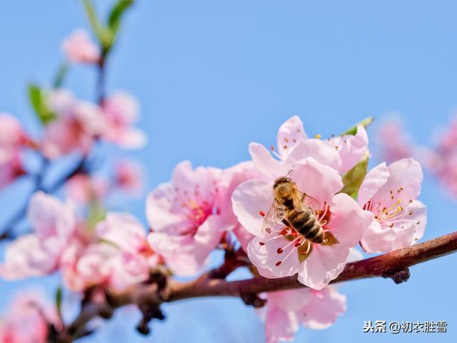 桃花刘郎故事：玄都观里三千树，尽是刘郎去后栽