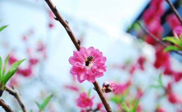 「诗词鉴赏」春天诗词里的蜜蜂，让你感受春天的美好