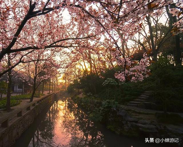 阳春三月苏州狮子林和拙政园的樱花已绽放枝头，花繁艳丽如云似霞-爱读书
