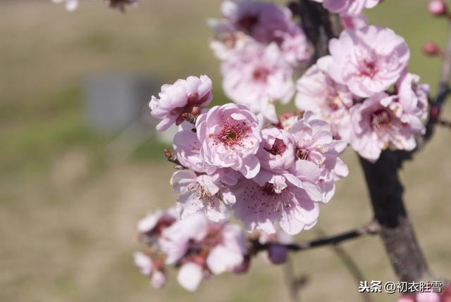 春日武汉：一江春水绿如染，十里桃花待归人