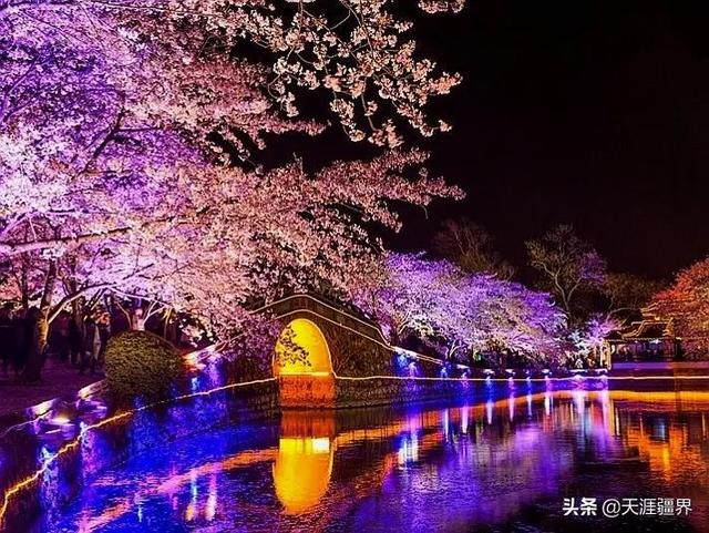 让日本记者为之惊叹的“中华第一赏樱胜地”----无锡鼋头渚