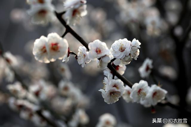 百花头上开，冰雪寒中见，霜月定相知，先识春风面，打一种花哦