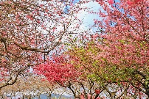 福建的小庐山，樱花开到漫山遍野，被誉为中国最美樱花圣地