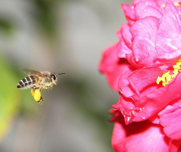 「诗词鉴赏」春天诗词里的蜜蜂，让你感受春天的美好-爱读书