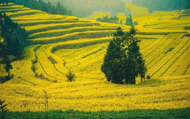 一场春的旅行，“花开成海”