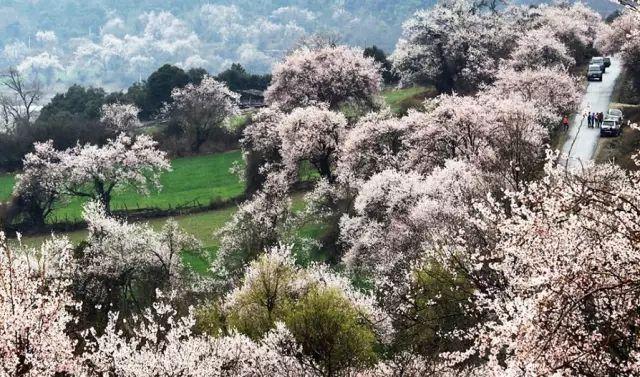 一场春的旅行，“花开成海”