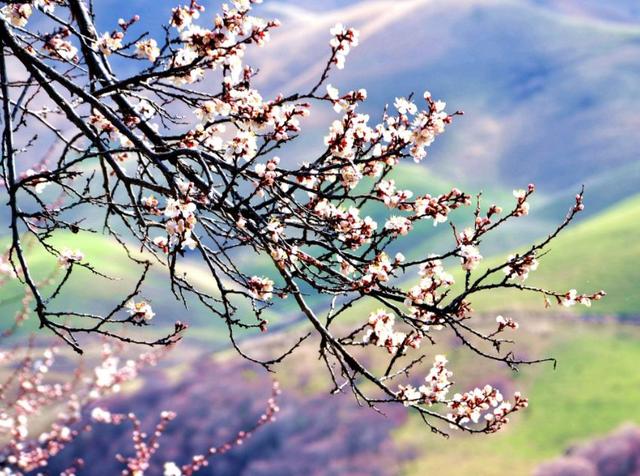 「诗词鉴赏」寻春须是先春早，在诗词里寻找最美春天