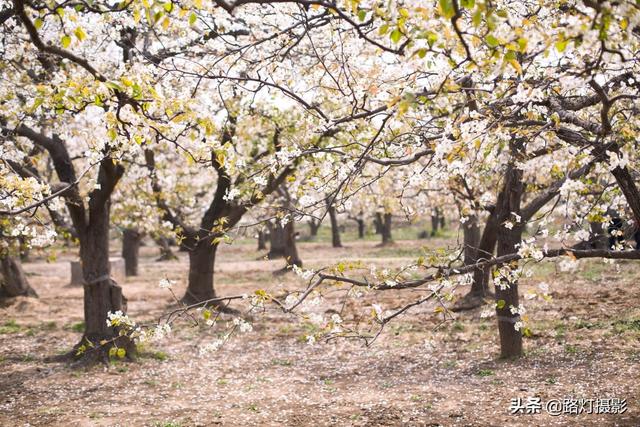 河北最美的4个赏花地，2000亩花海姹紫嫣红，犹如一场诗意的梦