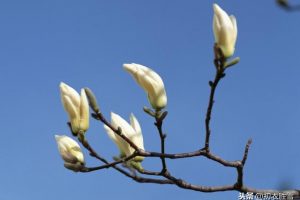 初春读诗：帘外辛夷定已开，开时莫放艳阳回，辛夷是什么花？