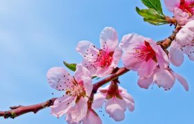 桃花朵朵说潘安：金谷从来满园树，河阳一县并是花