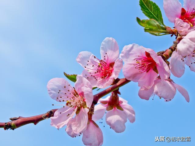 桃花朵朵说潘安：金谷从来满园树，河阳一县并是花