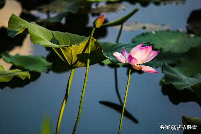 早春诗读：春来江水绿如蓝，这诗里的江水是长江吗？