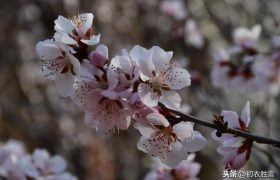 春日武汉：一江春水绿如染，十里桃花待归人