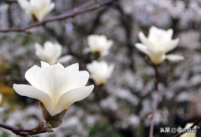 初春读诗：帘外辛夷定已开，开时莫放艳阳回，辛夷是什么花？