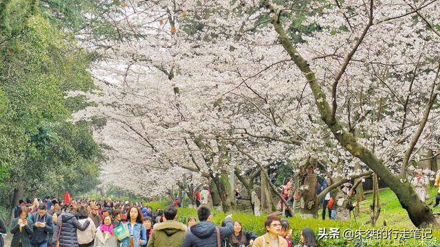 国内两个樱花园在争世界三大赏樱地，谁更美这一票你会投给谁？