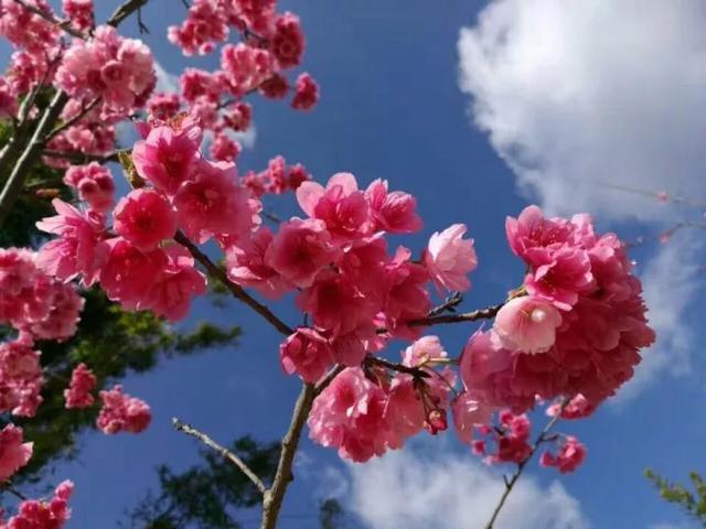 盘点中国樱花赏樱攻略指南！樱灿惊三月，如霞丽质柔