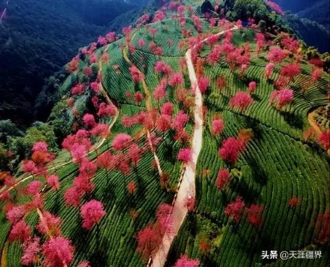 冬天都可逾越，春天都会来临，山川异域，樱花飘香