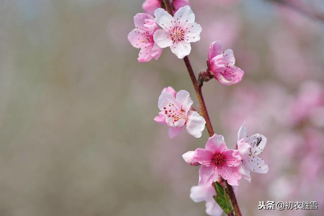 惊蛰物侯：两只黄鹂鸣翠柳，竹外桃花三两枝