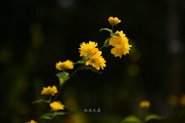 海棠粉、桃花红，沉浸在春花烂漫的古都里 ，与百花共舞