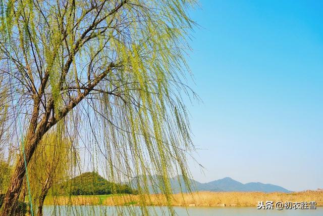 惊蛰物侯：两只黄鹂鸣翠柳，竹外桃花三两枝