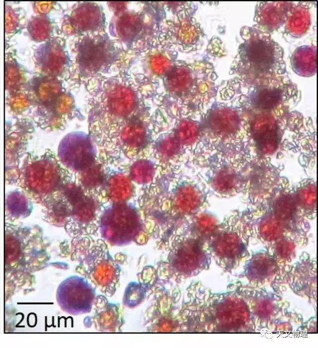 不太可能有生命存在的绿洲，海拔4876米冰锥里发现雪藻生物