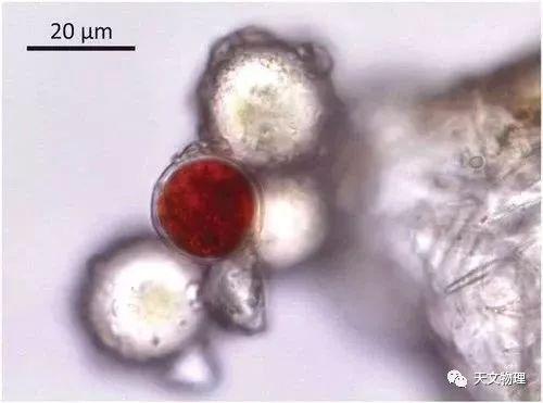 不太可能有生命存在的绿洲，海拔4876米冰锥里发现雪藻生物