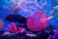 第六次生命大灭绝预兆！珊瑚中已发现最后一次生命大灭绝灾难特征