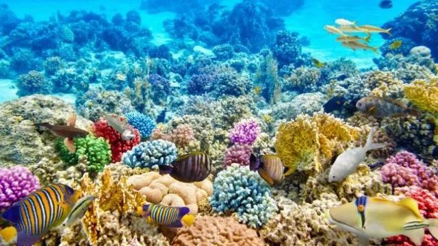 第六次生命大灭绝预兆！珊瑚中已发现最后一次生命大灭绝灾难特征