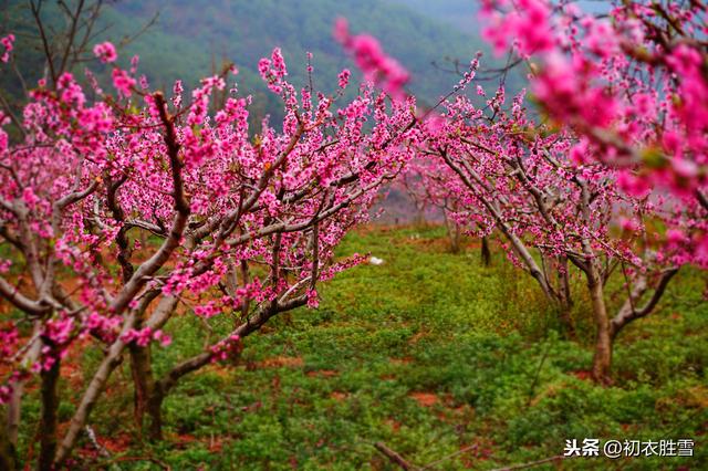 二十四节气诗之惊蛰：雷雨催桃花，耕种满田畴