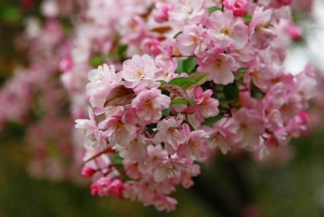 愿岁岁，春光不老。看遍上林花，著意怜芳草。海棠春古诗词15首