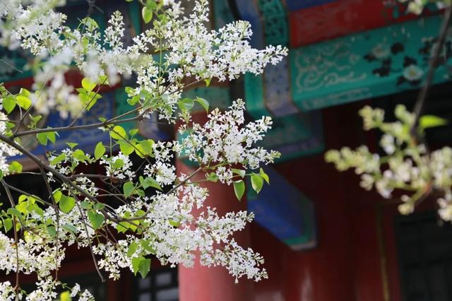 中国的春天，是全世界最美的