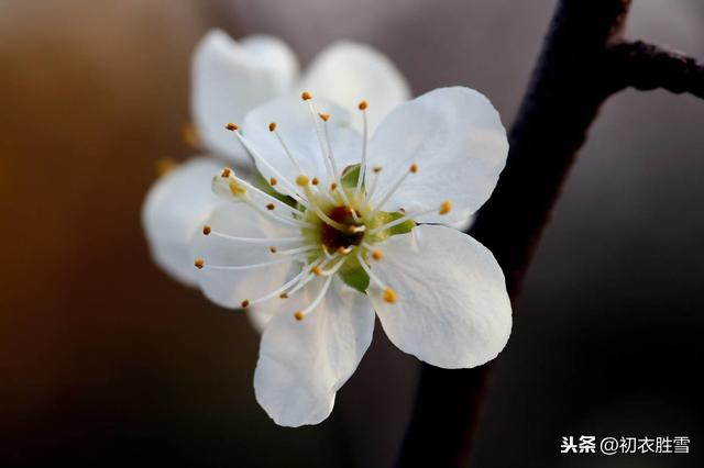 春雨惊蛰读诗：杏花惊蛰寒，今夜欠添衣，那人知不知？