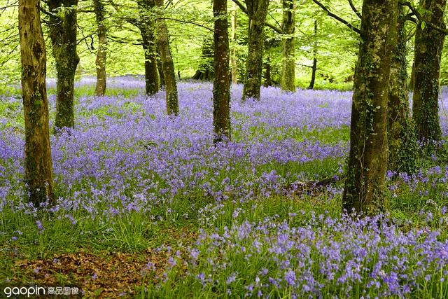 春天的蓝铃森林，一到花开的季节，成片的蓝色足以倾倒众生