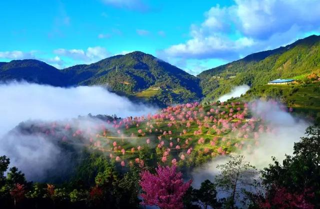 盘点中国樱花赏樱攻略指南！樱灿惊三月，如霞丽质柔