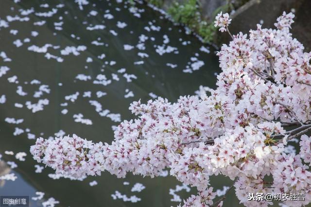 三月读诗：落花时节又逢君