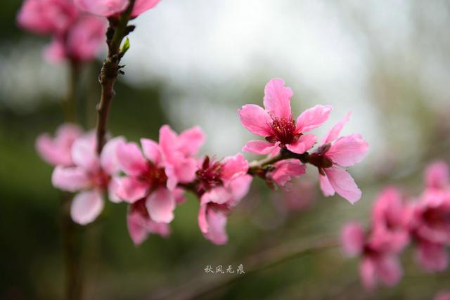 海棠粉、桃花红，沉浸在春花烂漫的古都里 ，与百花共舞