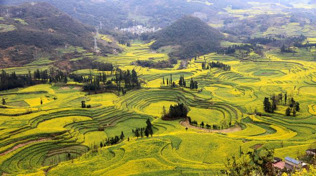 中国最美的4大油菜花胜地，每一处都是视觉盛宴，今年就看金门源