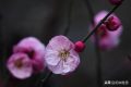 惊蛰节气美句：一鼓轻雷惊蛰后，细筛微雨落梅天