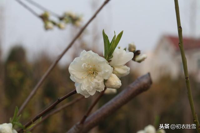 最美最仙碧桃花：灵风正满碧桃枝