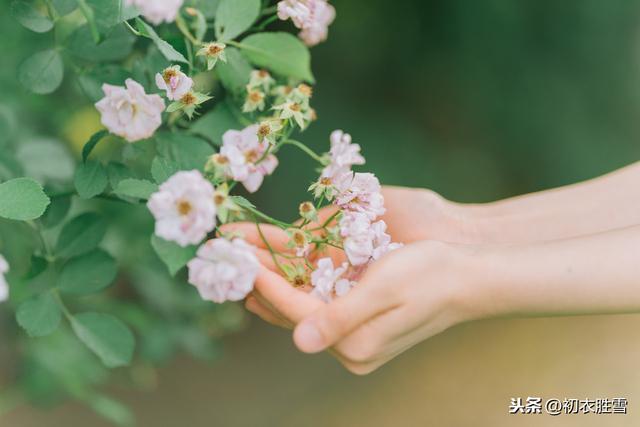 花信风之蔷薇：不用镜前空有泪，蔷薇花谢即归来