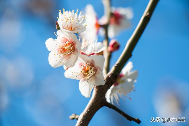 不能草草写梅花，辛弃疾这首梅花词，到底写了多少名人，数数看？