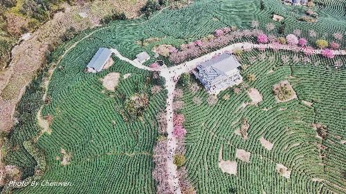 福建的小庐山，樱花开到漫山遍野，被誉为中国最美樱花圣地