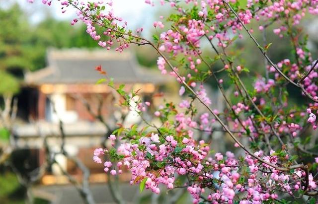 愿岁岁，春光不老。看遍上林花，著意怜芳草。海棠春古诗词15首