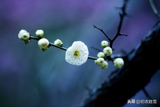 百花头上开，冰雪寒中见，霜月定相知，先识春风面，打一种花哦