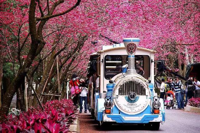 一场春的旅行，“花开成海”